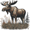 Elk
