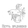Betta splendens (Halfmoon)