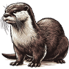 Loutre
