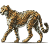 Cheetah