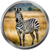 Zebra Animal - 3