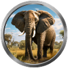 Elephant Animal - 3