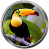 Toucan Animal - 2