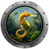 Seahorse Animal - 5