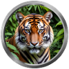 Tiger Animal - 4