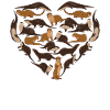 Otter Heart