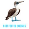 Blue-footed booby