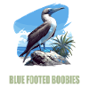 Blue-footed booby