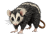Opossum Opossums