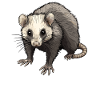 Opossum Opossums