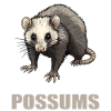 Opossum Opossums