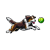 Flyball Sports canins