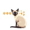 Chat tonkinois