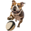Bulldogge