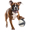 Boxer