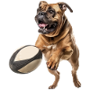 Bullmastiff