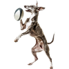 Italienischer Windspielhund