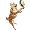 Shiba Inu