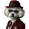 Bichon Frisé