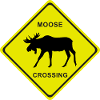 MOOSE CROSSING