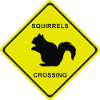 SQUIRRELS SCROSSING