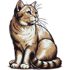 Chat