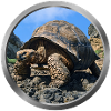 Tortoise Animal