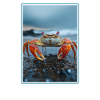 Crabe Crabe