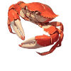 Crabe Crabe