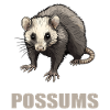Opossum Opossums