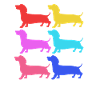 Dachshund
