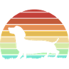 Dachshund