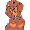 Dachshund