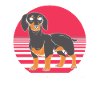 Dachshund