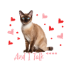 Tonkinese Cat Pet