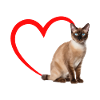 Chat tonkinois