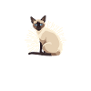 Chat tonkinois