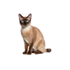 Tonkinese Kat Kæledyr