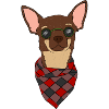 Chihuahua brown beige tan