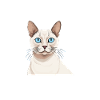 Tonkinese Cat Pet