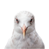 Möwe