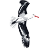 Möwe
