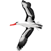 Möwe