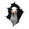 Möwe
