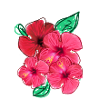 Hibiscus,Blossom,Flowers,Red,Blossoms