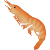 Shrimp