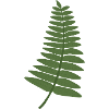 fern leaf