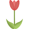 red tulip