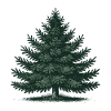 Christmas Christmas Tree Illustration