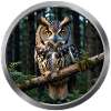 Owl Animal - 5